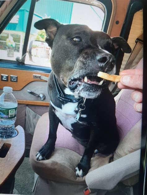 Car ride and good boy at bath equals sweet rewards. He knows the play ...