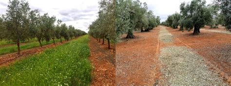 Tipos De Cubiertas Vegetales Para El Cumplimiento De Los Eco Reg Menes