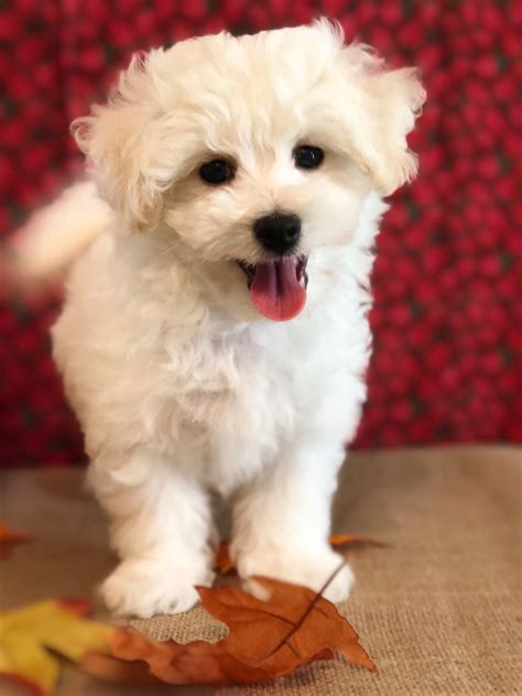 Bichon Frise Sales Breeder Precious Bichon Frise