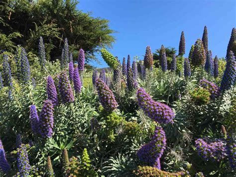 15 Best Plants For Drought Tolerant Gardens