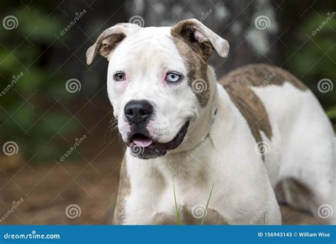 American Bulldog Pitbull Mix Dog with One Blue Eye Stock Image - Image ...