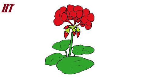 How To Draw A Geranium Flower Youtube