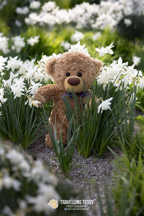 Pin By Hanna Eyden On Cute Teddy Bear Cute Teddy Bear Pics Teddy