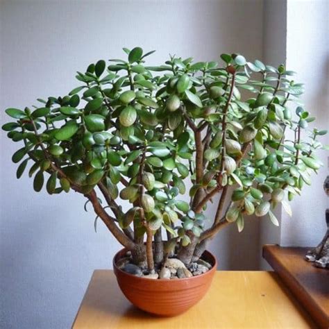 C Mo Cuidar De La Planta Jade En Interiores Succulent Avenue