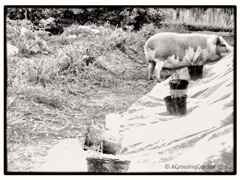 Our Neighbor, the Potbellied Pig