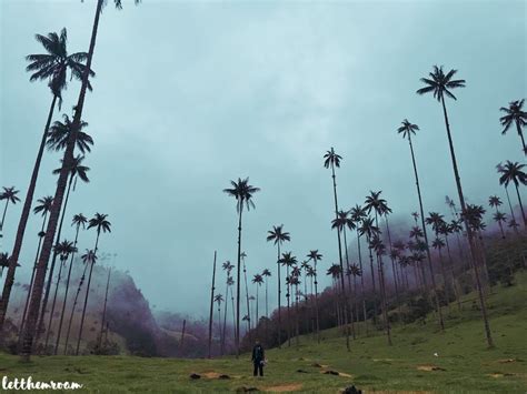 【哥倫比亞】 Salentoand Cocora Valley 環繞在山與棕梠樹之間 Let Them Roam