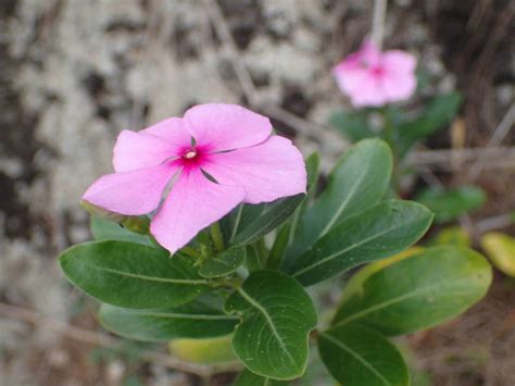 East African Plants A Photo Guide Catharanthus Roseus L Gdon