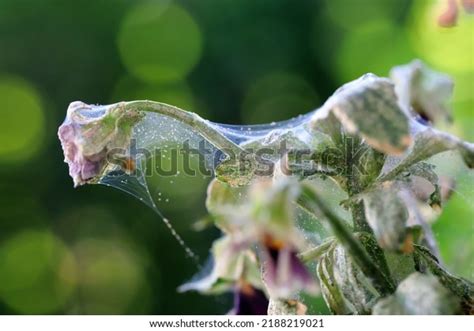 25 Cyclamen Mites Royalty-Free Photos and Stock Images | Shutterstock