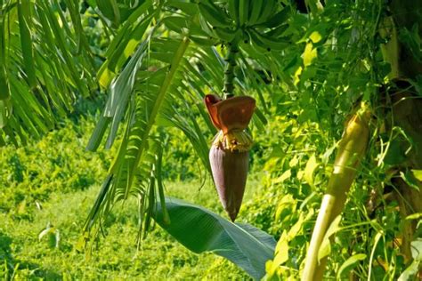 Gabonese Food: 12 Must-Try Traditional Dishes of Gabon | Travel Food Atlas