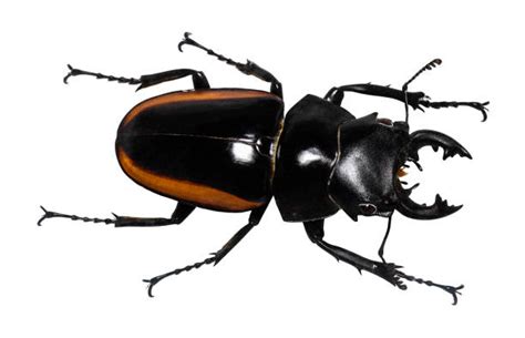 Japanese Stag Beetle Stock Photos, Pictures & Royalty-Free Images - iStock