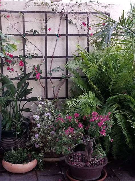 Gardening on my terrace: prune the bougainvillea canes looking forward