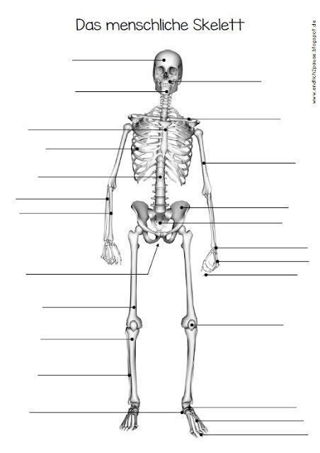 Pin Von AshleyMiller Auf Quick Saves Anatomie Skelett Anatomie