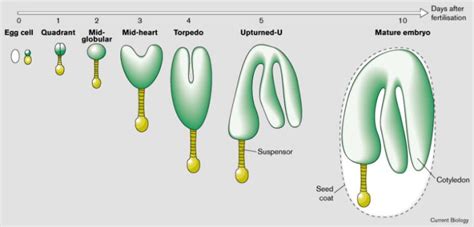 Embryo Definition And Examples Biology Online Dictionary