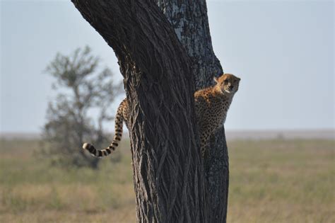 Lake Manyara Serengeti Ngorongoro Crater Days Twanga Touring