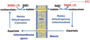 Glycolysis BIOC 2580 Introduction To Biochemistry