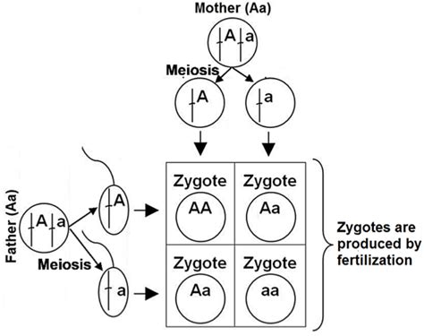 Meiosis Fertilization Diagram