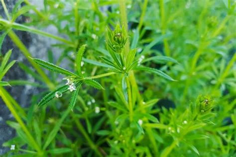 Przytulia Czepna W A Ciwo Ci I Zastosowanie Naturalnie O Zdrowiu