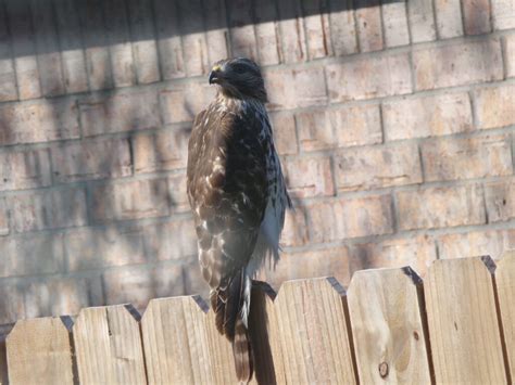 Juvenile Red Shouldered Hawk Feederwatch