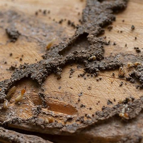 Termite Exterminator Will Protect Your Home From Damage Expert Pest