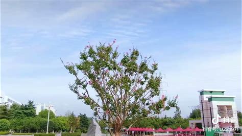 枣庄学院 Zaozhuang University Youtube