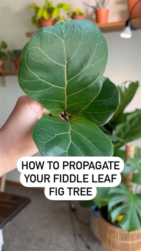 Fiddle Leaf Fig Tree Propagation ️ House Plants Fig Plant Indoor Plant Care Houseplant