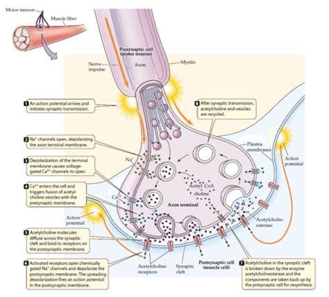 Neuromuscular Junction Human Anatomy And Physiology Physiology