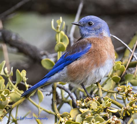 Western Bluebird Explore Bob Dinnel Flickr