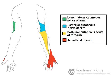 Radial Nerve Stepwards