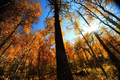 Autumn Landscapes Of Inner Mongolia Grasslands Attract Tourists Of Page