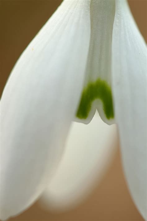 Schneeglöckchen Forum für Naturfotografen