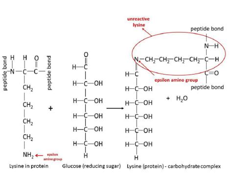 Formation Of Protein Carbohydrates Complex During The Maillard Reaction