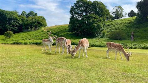 Deer Eating Grass Free Stock Video Footage, Royalty-Free 4K & HD Video Clip