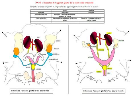 Dissection De L Appareil Reproducteur De Souris Term S Svtmarcq