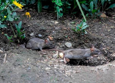 Mucha Rata Suelta En Barbosa Tuvieron Que Cerrar El Parque Dos