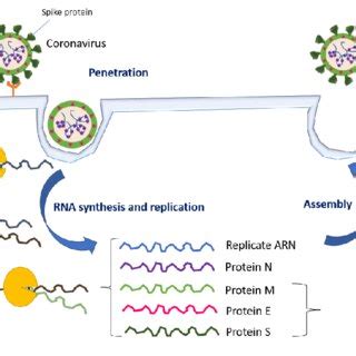 Schematic Representation Of The SARS CoV 2 Virus Life Cycle Adapted