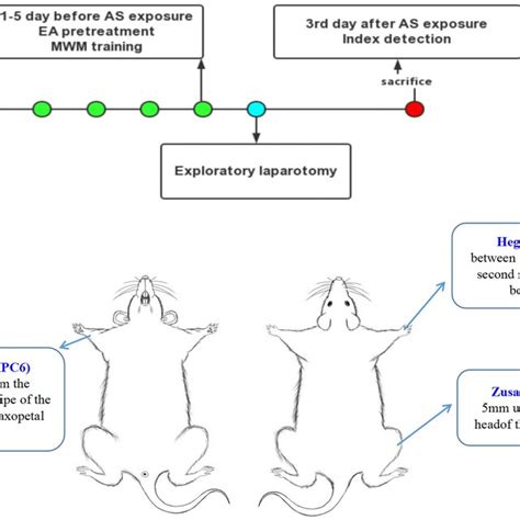 The Experimental Schematic Diagram Rats Were Treated With Ea Download Scientific Diagram