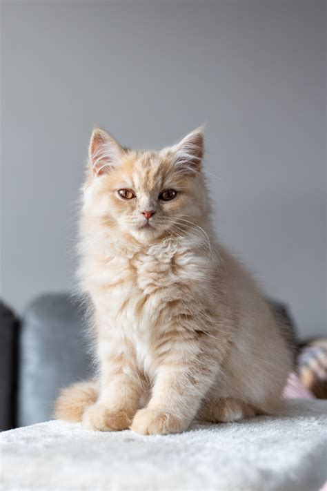 Nestje Kittens Op De Foto Fotoshoot Met Je Kat