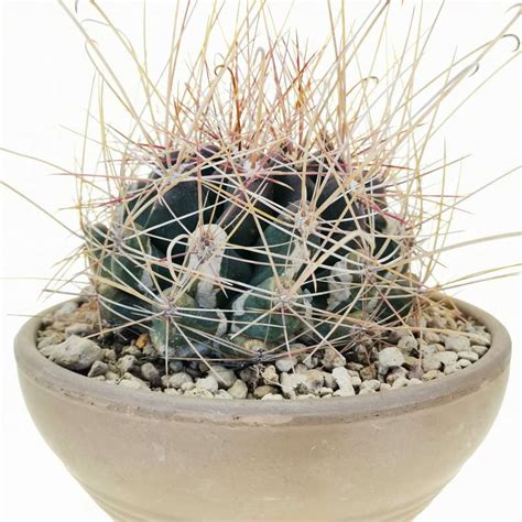 Ferocactus Hamatacanthus 17 Cm Cactaceae Giromagi Vendita Piante