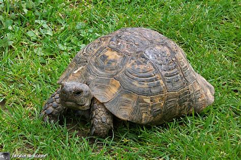 La Tortue D Hermann Est La Seule Tortue Terrestre De France Le