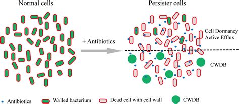 Frontiers Are Bacterial Persisters Dormant Cells Only