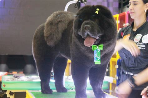 Em dupla maringaense conquista mais uma etapa do maior reality show de tosadores da América Latina