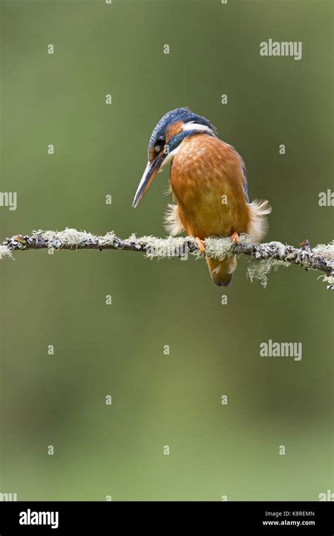 Common Kingfisher Alcedo Atthis Adult Female Perched On Lichen