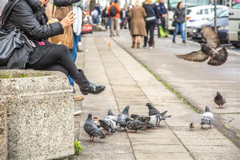 Premium Photo | View of birds perching