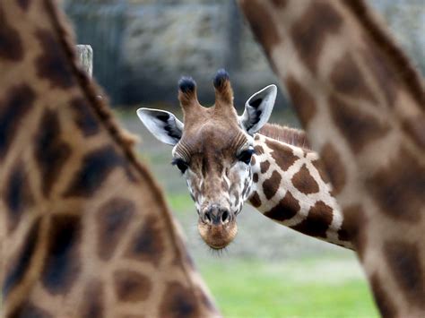 Four giraffe species - Business Insider