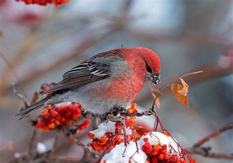 Northern Birds Rarely Seen In Pa Are Showing Up Here Birds Backyard