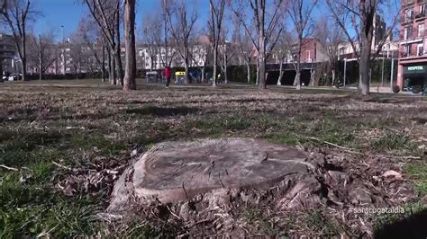 La sequera dels últims anys semporta més de 1 300 arbres de la ciutat