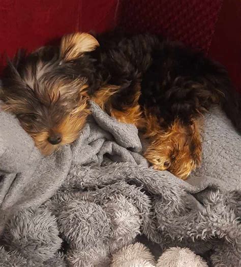 Yorkshire Terrier Wolica OLX Pl