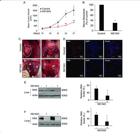 Kv Stimulation Inhibits Primary Tumor Growth And Metastasis In A