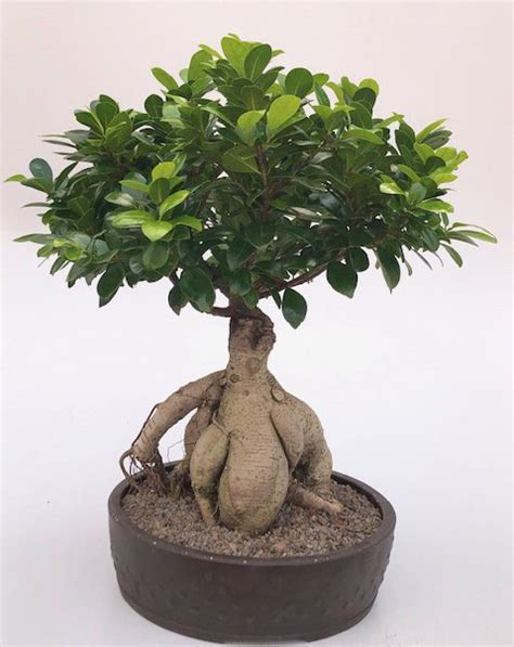 Ginseng Ficus Bonsai Tree Ficus Retusa