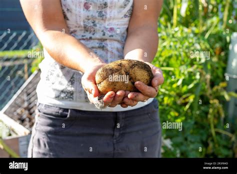 Raccolta Patate Immagini E Fotografie Stock Ad Alta Risoluzione Alamy